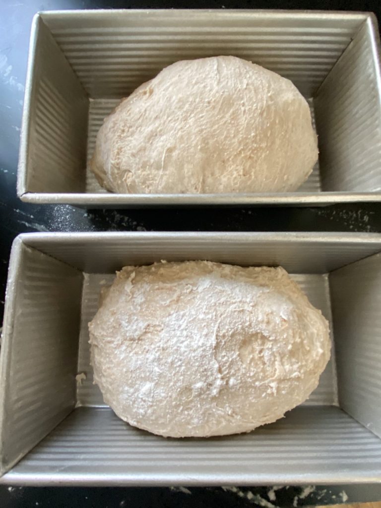 Bread dough balls have been formed and elongated in the pans. 