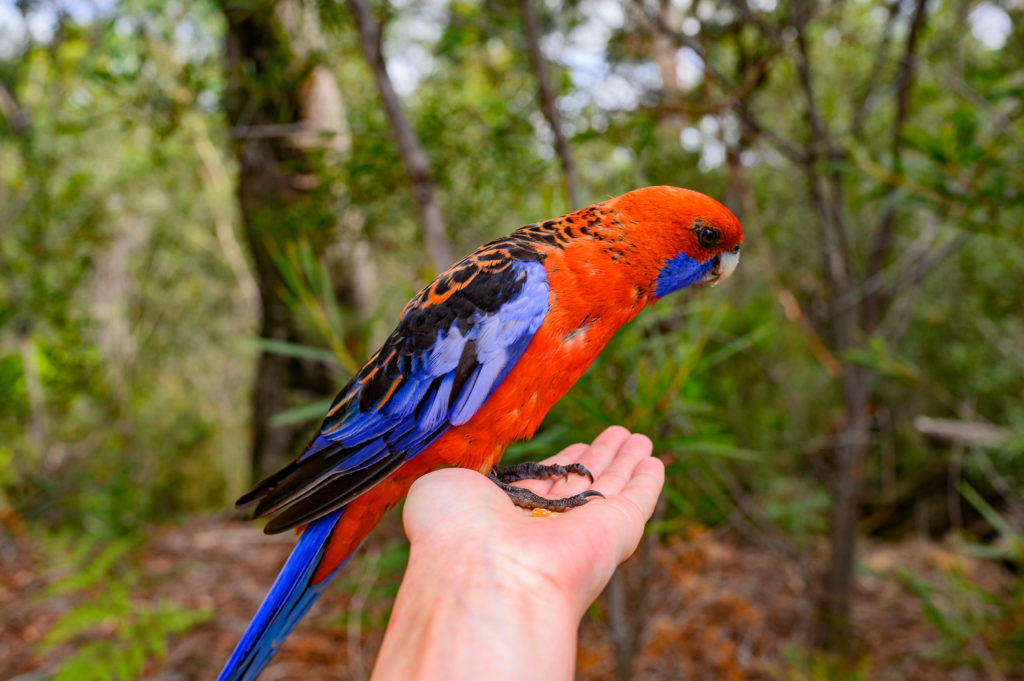 Photo-ops with the wild birds are available while visiting the Laura Quinn Wild Bird Sanctuary.
(Family Friendly Guide to the {northernmost} Florida Keys)