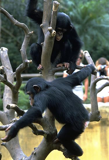 Chimpanzees at the Audubon Zoo during a New Orleans family vacation
