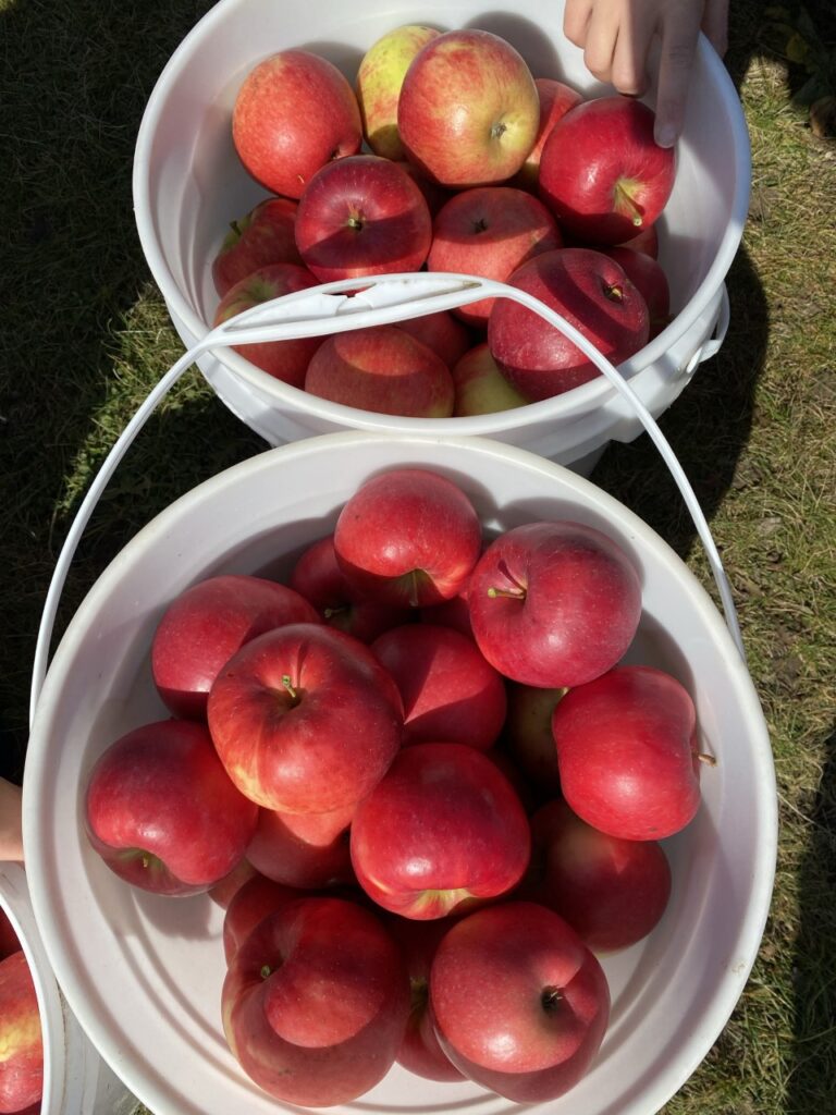 52 pounds of Honeycrisp apples ready to be made into Apple Hand Pies!