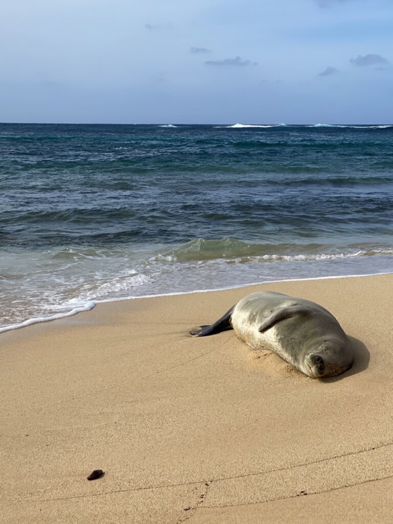 This gorgeous monk seal was sunning herself one beautiful morning on Poipu Beach - Best of Kauai Experiences